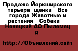 Продажа Йоркширского терьера, щенки - Все города Животные и растения » Собаки   . Ненецкий АО,Пылемец д.